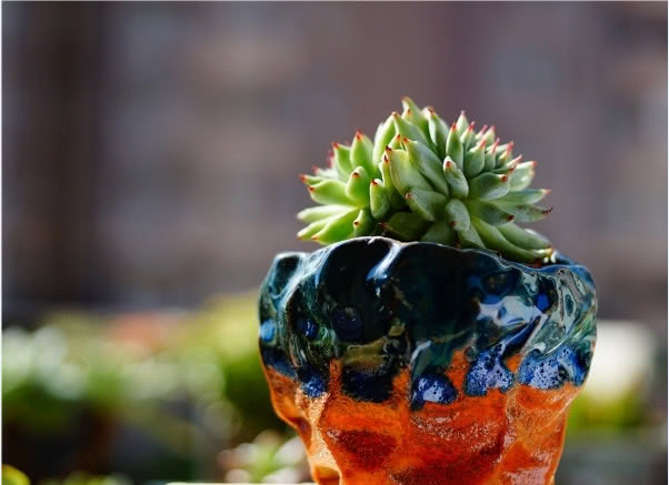 多肉植物用什么花盆？從這五點考慮